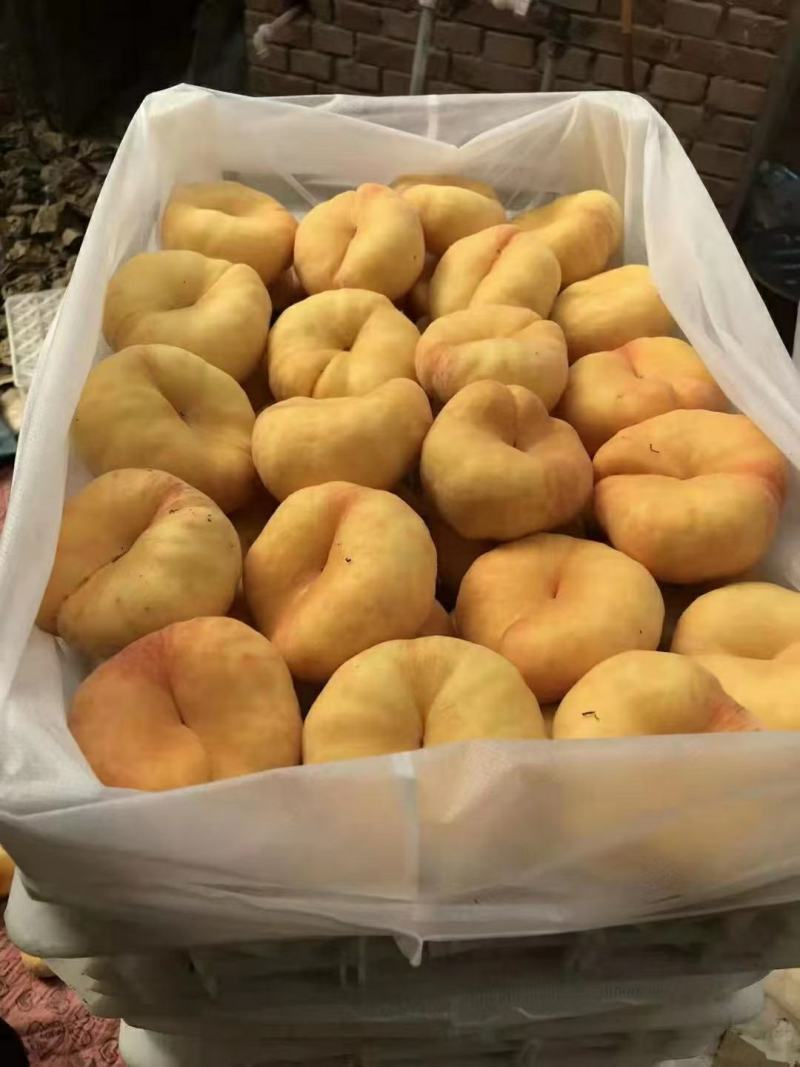 毛蟠桃中蟠11中蟠13一手货源