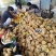 毛蟠桃中蟠11中蟠13一手货源