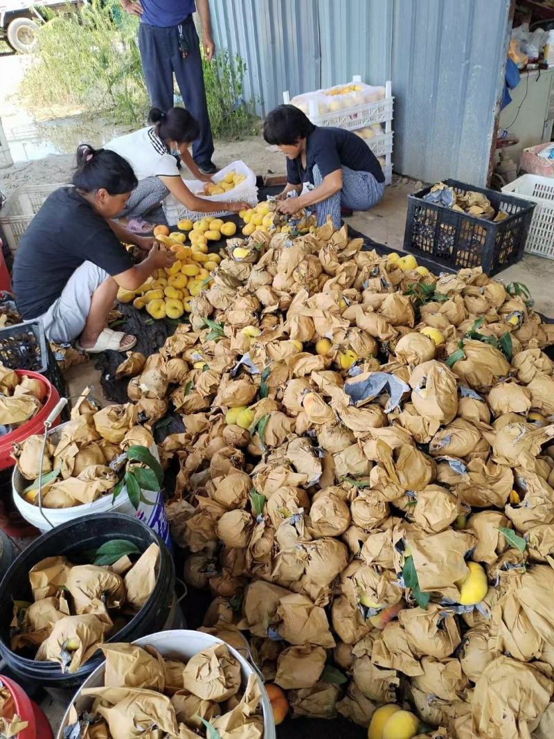 毛蟠桃中蟠11中蟠13一手货源