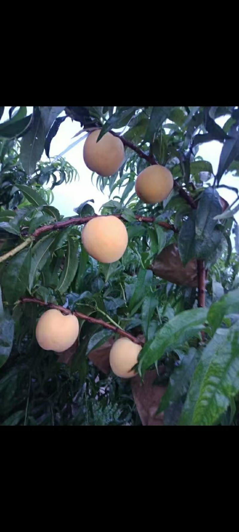 金霞风黄金密3桃锦绣黄桃金凤黄桃口感好各大有甜一手货源