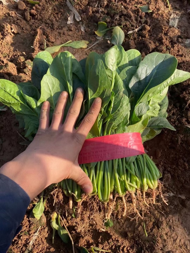 【推荐】大叶菠菜相当有亮度市场商超供应代发全国