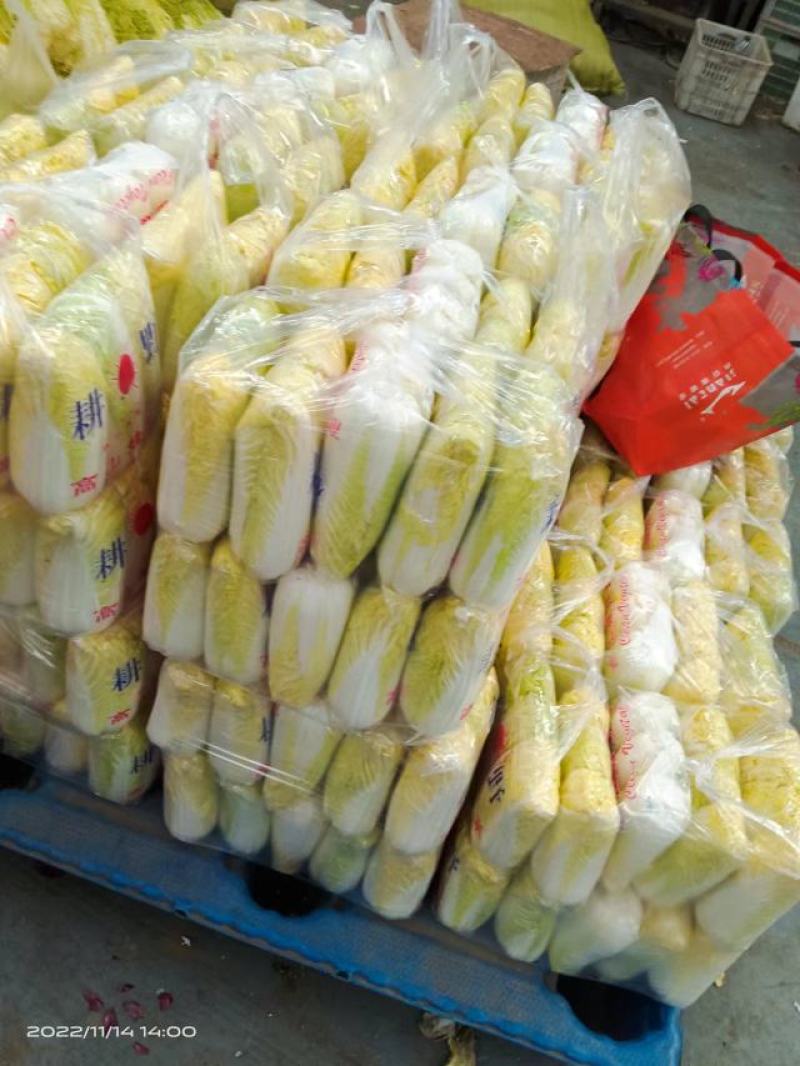 邯郸精品娃娃菜产地直发保质保量大量有货，欢迎订购