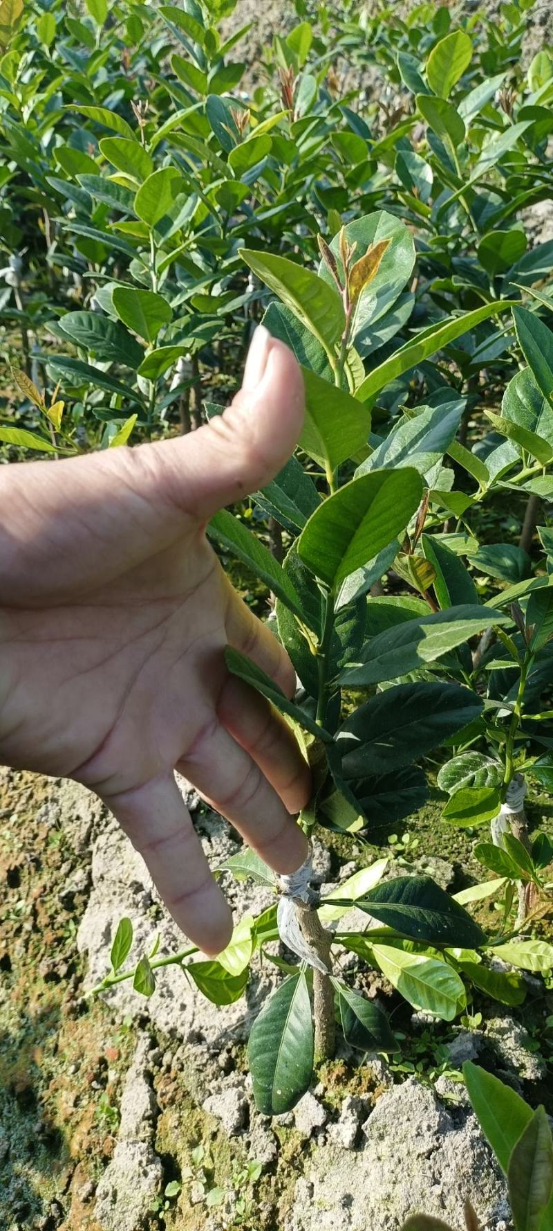 台湾/子弹头/海南香水柠檬苗地苗杯苗