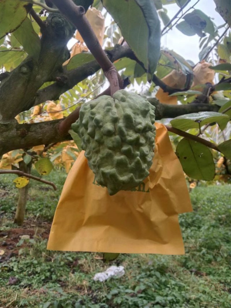 释迦果，大量上市，果皮漂亮，果皮干净，甜度够