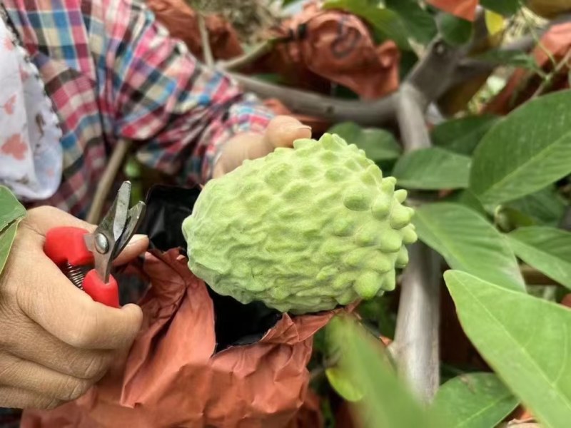 释迦果，大量上市，果皮漂亮，果皮干净，甜度够
