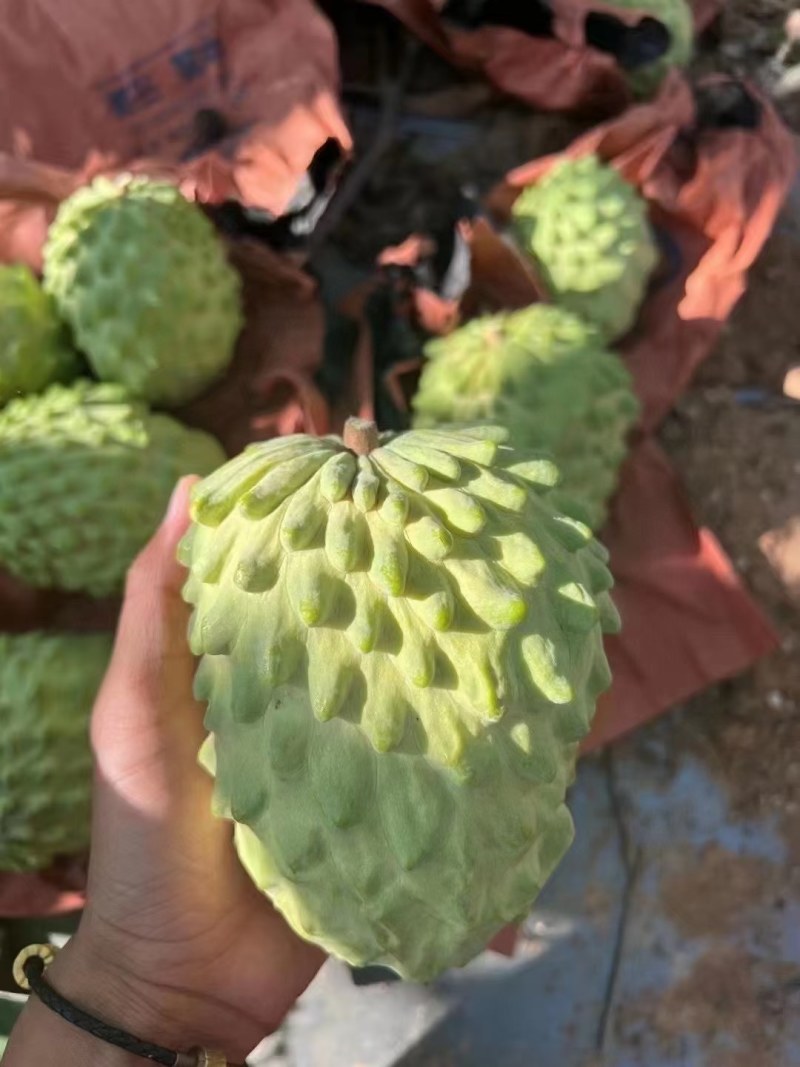释迦果，大量上市，果皮漂亮，果皮干净，甜度够