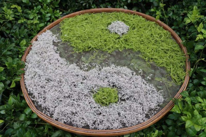 张家界莓茶源头厂家产地直销