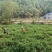 张家界莓茶源头厂家产地直销