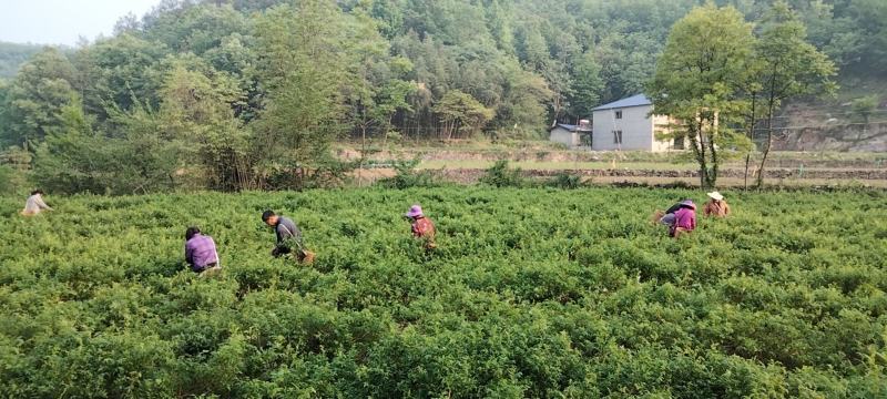 张家界莓茶源头厂家产地直销