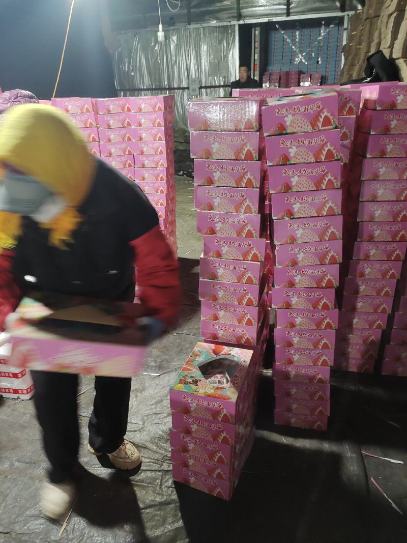 套袋草莓免洗草莓产地直供支持商超市场平台