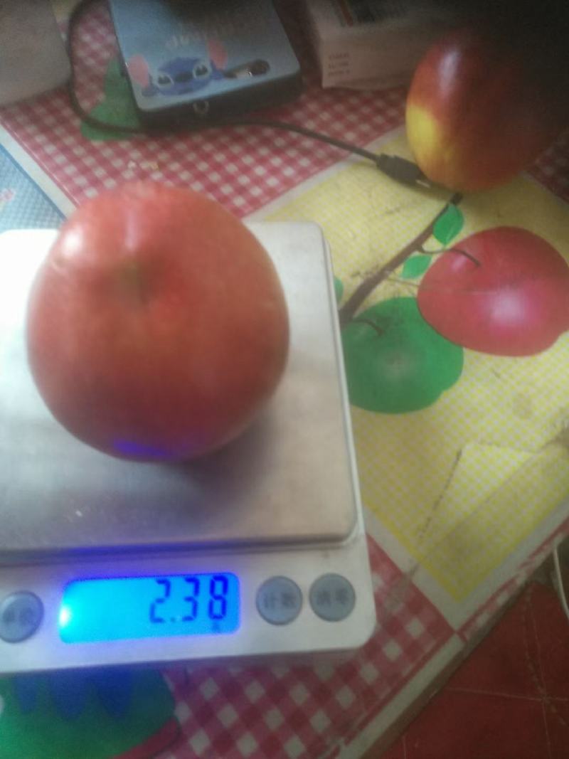 中油四未来一号中油19中油金铭口感好可以批发一手货源