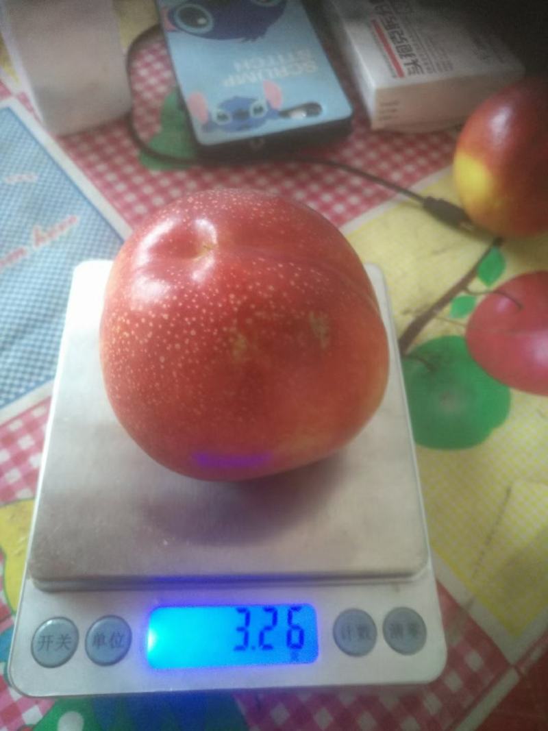 中油四未来一号中油19中油金铭口感好可以批发一手货源