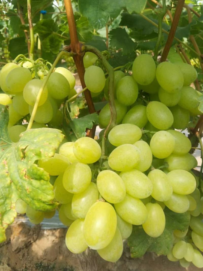 夏黑京亚维多利亚红宝石阳光魅瑰密光巨大巨峰葡萄一手货源