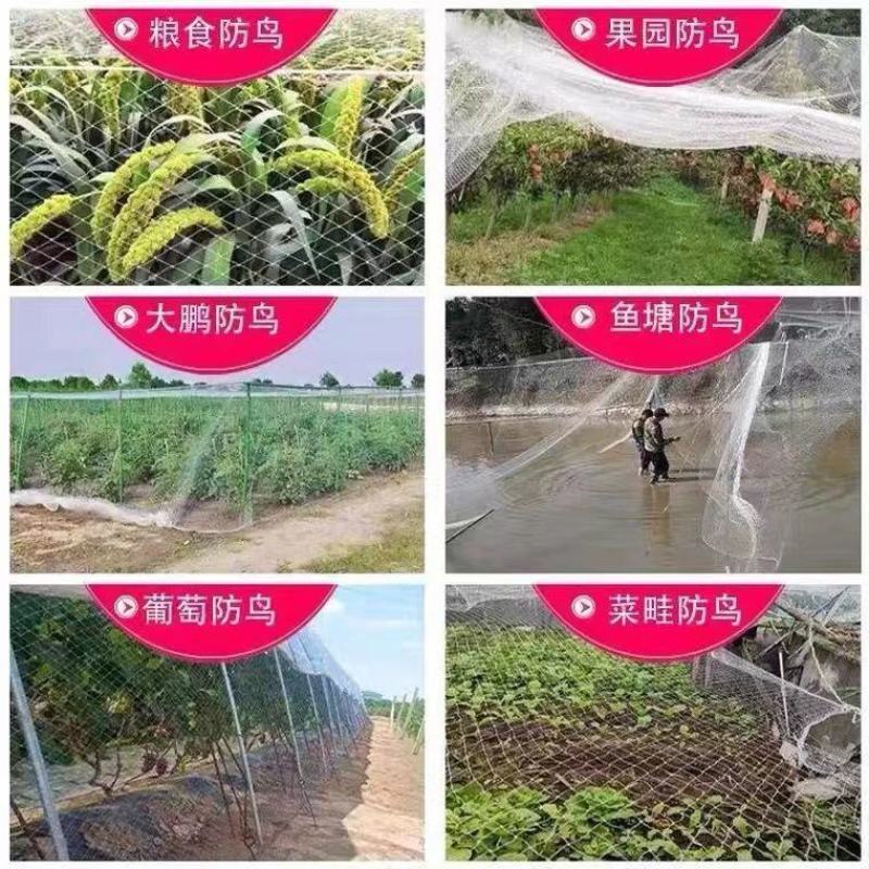 果园防鸟网果树樱桃葡萄防鸟用的网鱼塘天网大棚防护尼龙网养