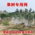 果园防鸟网果树樱桃葡萄防鸟用的网鱼塘天网大棚防护尼龙网养