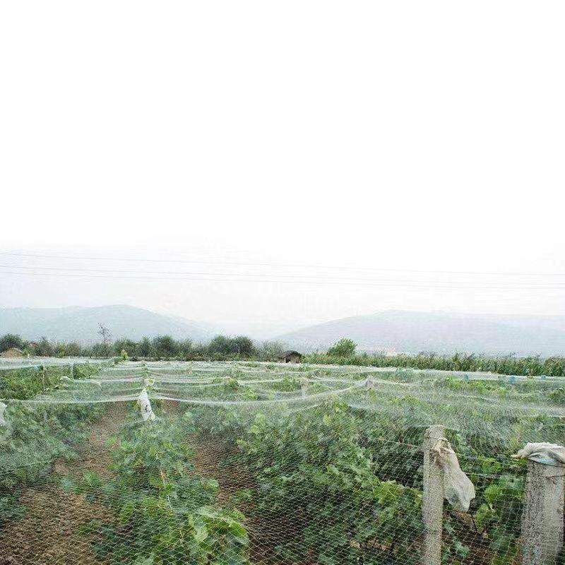 果园防鸟网果树樱桃葡萄防鸟用的网鱼塘天网大棚防护尼龙网养