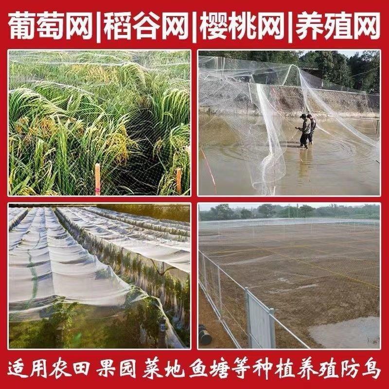 果园防鸟网果树樱桃葡萄防鸟用的网鱼塘天网大棚防护尼龙网养