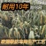 果园防鸟网果树樱桃葡萄防鸟用的网鱼塘天网大棚防护尼龙网养