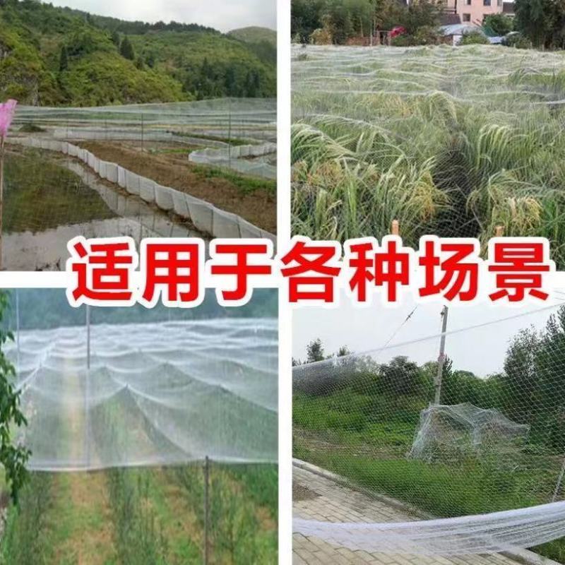 果园防鸟网果树樱桃葡萄防鸟用的网鱼塘天网大棚防护尼龙网养