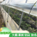 果园防鸟网果树樱桃葡萄防鸟用的网鱼塘天网大棚防护尼龙网养