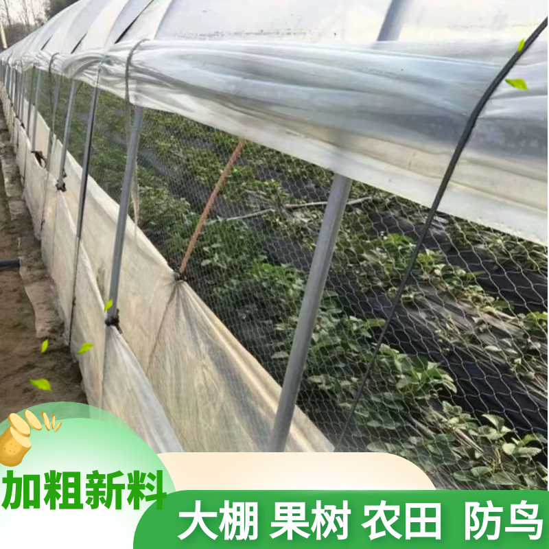 果园防鸟网果树樱桃葡萄防鸟用的网鱼塘天网大棚防护尼龙网养