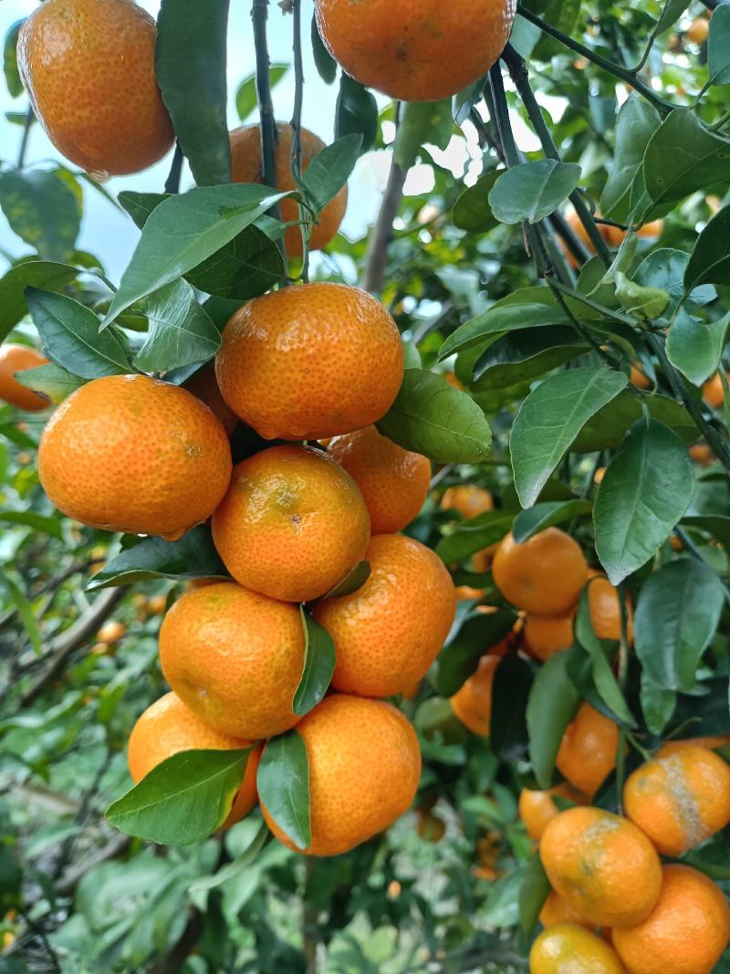 桂林正宗沙糖橘