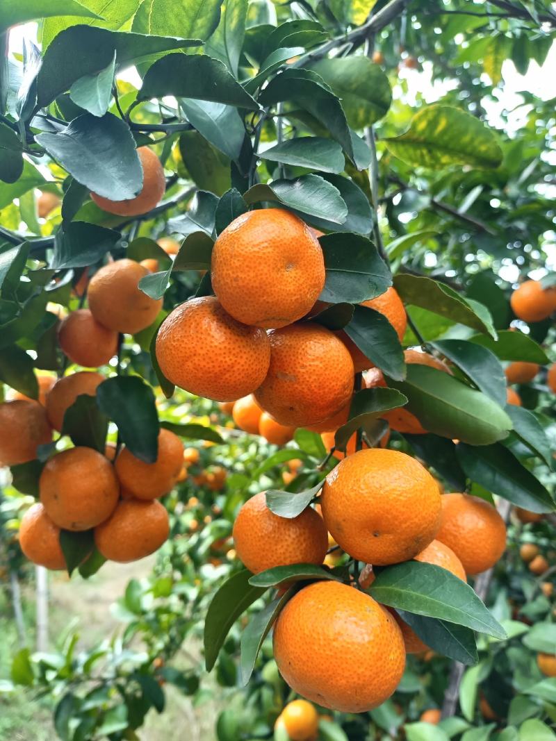 桂林正宗沙糖橘