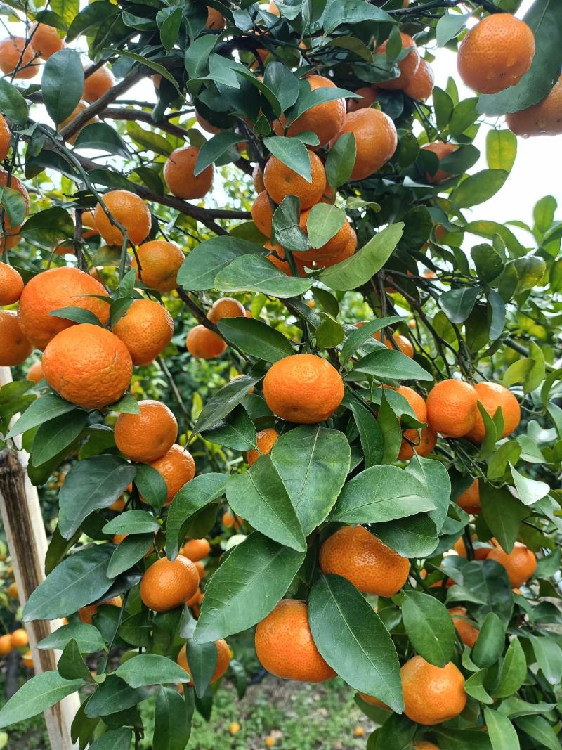 桂林正宗沙糖橘