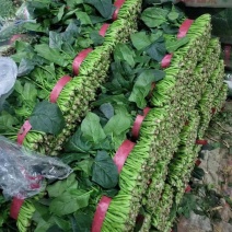 一级菠菜
