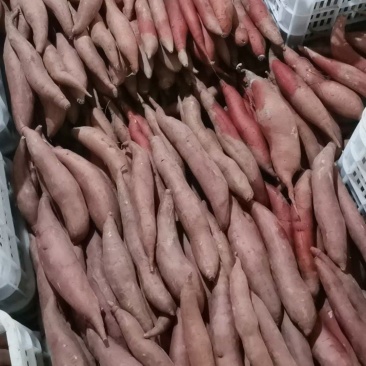 精品西瓜红