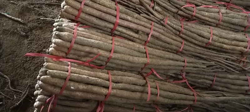铁棍山药
