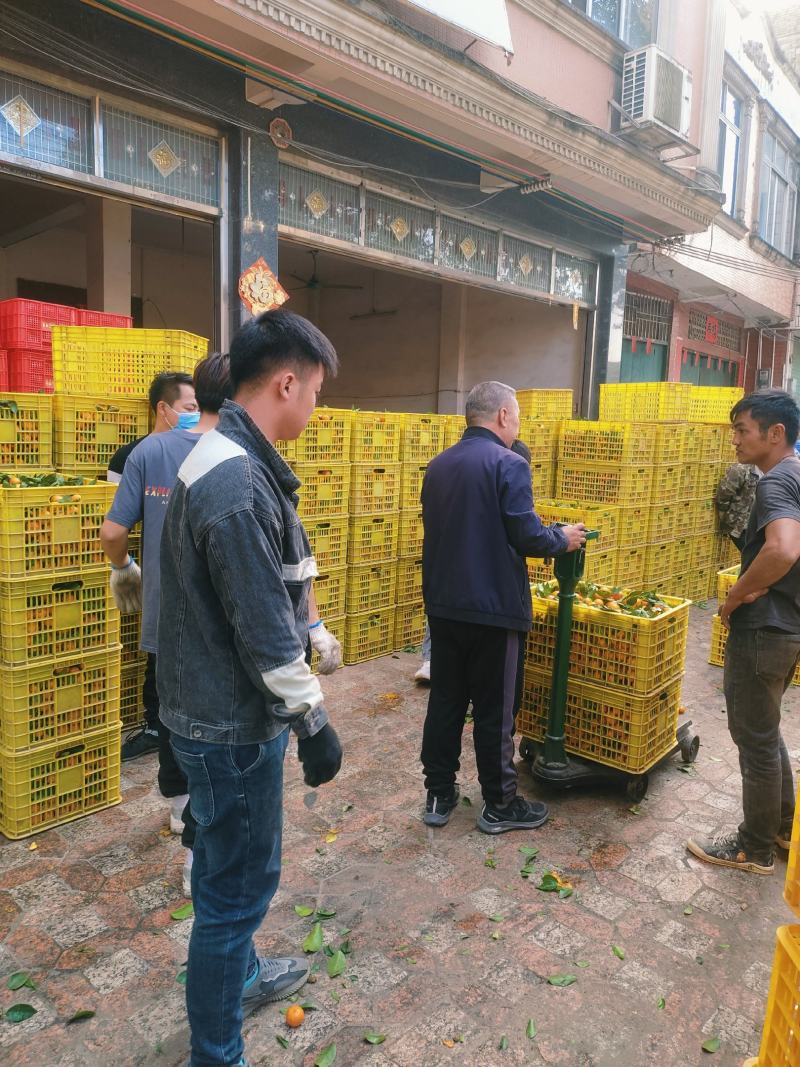 大量砂糖桔上市