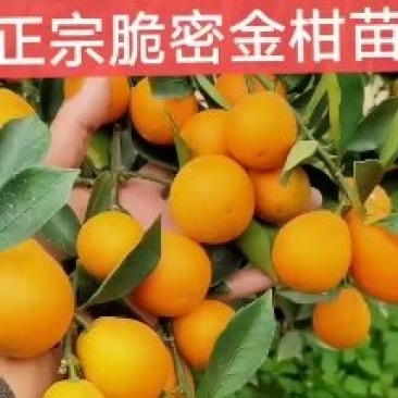 脆蜜金桔苗，也叫脆蜜金柑苗，一年苗，两年苗