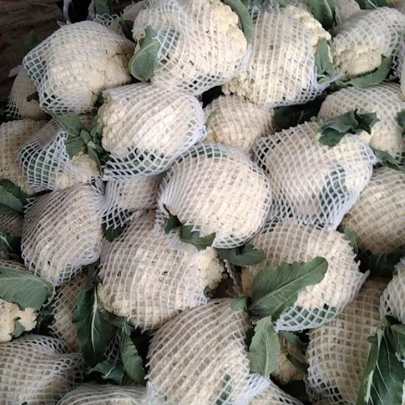 品质有机花冷库花菜产地直发品质保证欢迎咨询