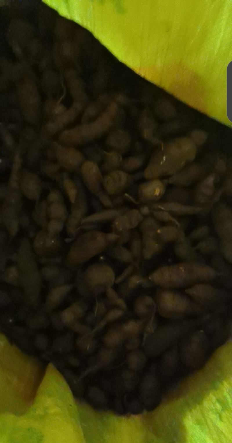 已种植三年的三叶青现挖质量保证现卖。