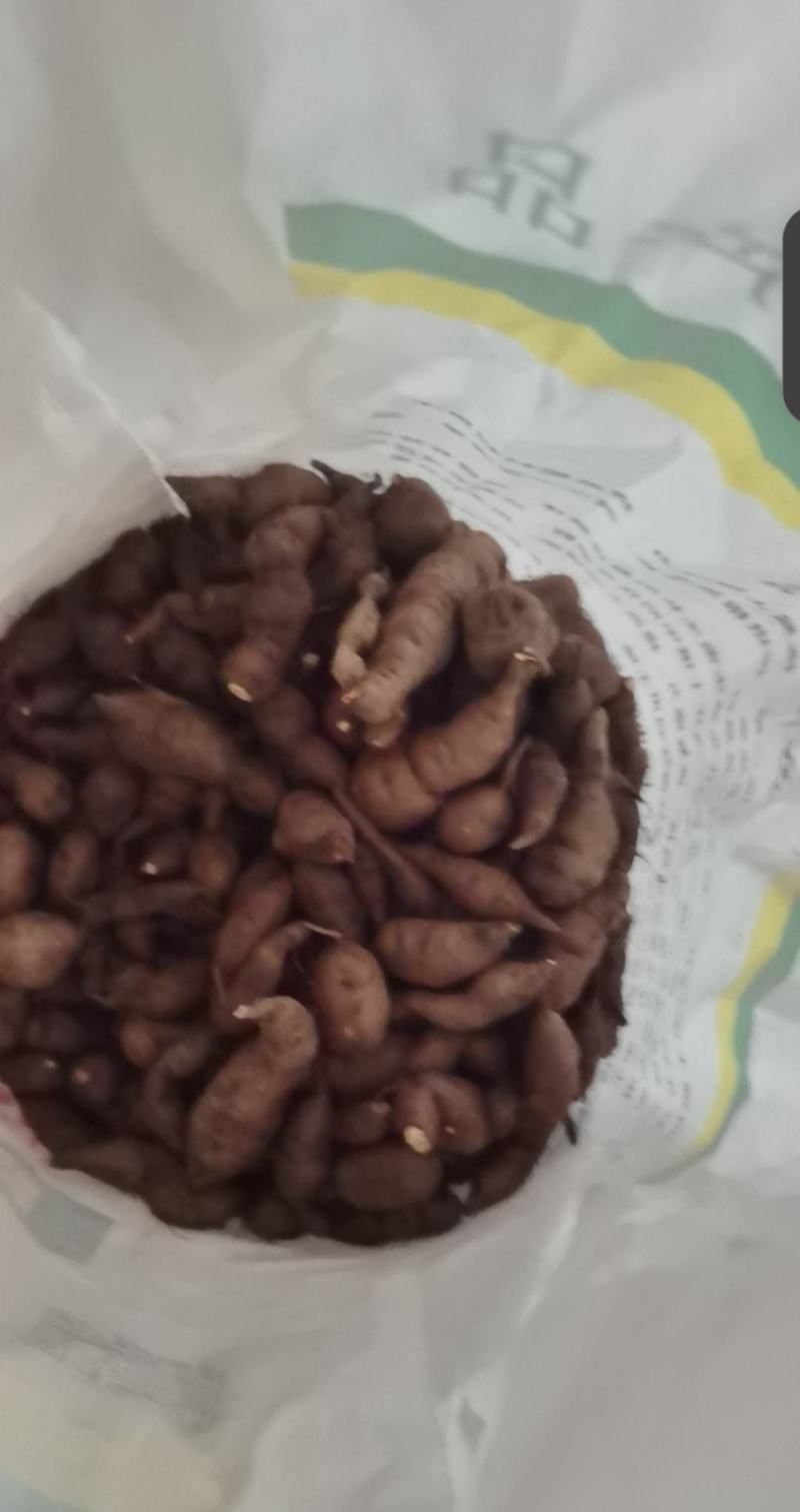已种植三年的三叶青现挖质量保证现卖。