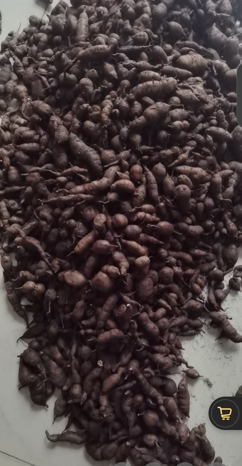 已种植三年的三叶青现挖质量保证现卖。