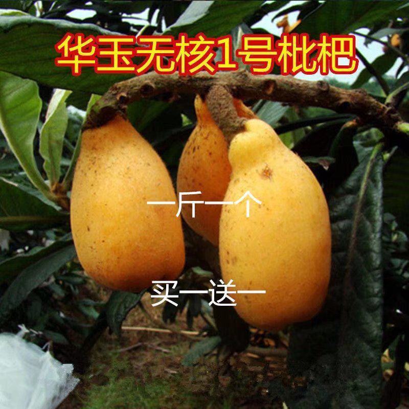 枇杷树苗无核特大华玉1号枇杷树苗无籽枇杷南北方种植耐寒