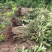 枇杷树苗无核特大华玉1号枇杷树苗无籽枇杷南北方种植耐寒