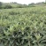 枇杷树苗无核特大华玉1号枇杷树苗无籽枇杷南北方种植耐寒
