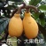 枇杷树苗无核特大华玉1号枇杷树苗无籽枇杷南北方种植耐寒