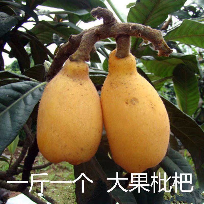 枇杷树苗无核特大华玉1号枇杷树苗无籽枇杷南北方种植耐寒