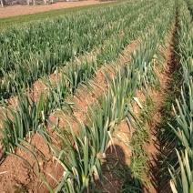 新野钢葱毛葱