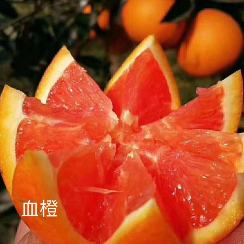 【热卖】橙子正宗中华红橙血橙口感纯正入口化渣