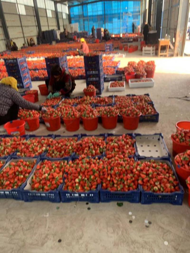 山东临沂莒南自家草莓批发市场甜查理草莓现摘现发产地直供