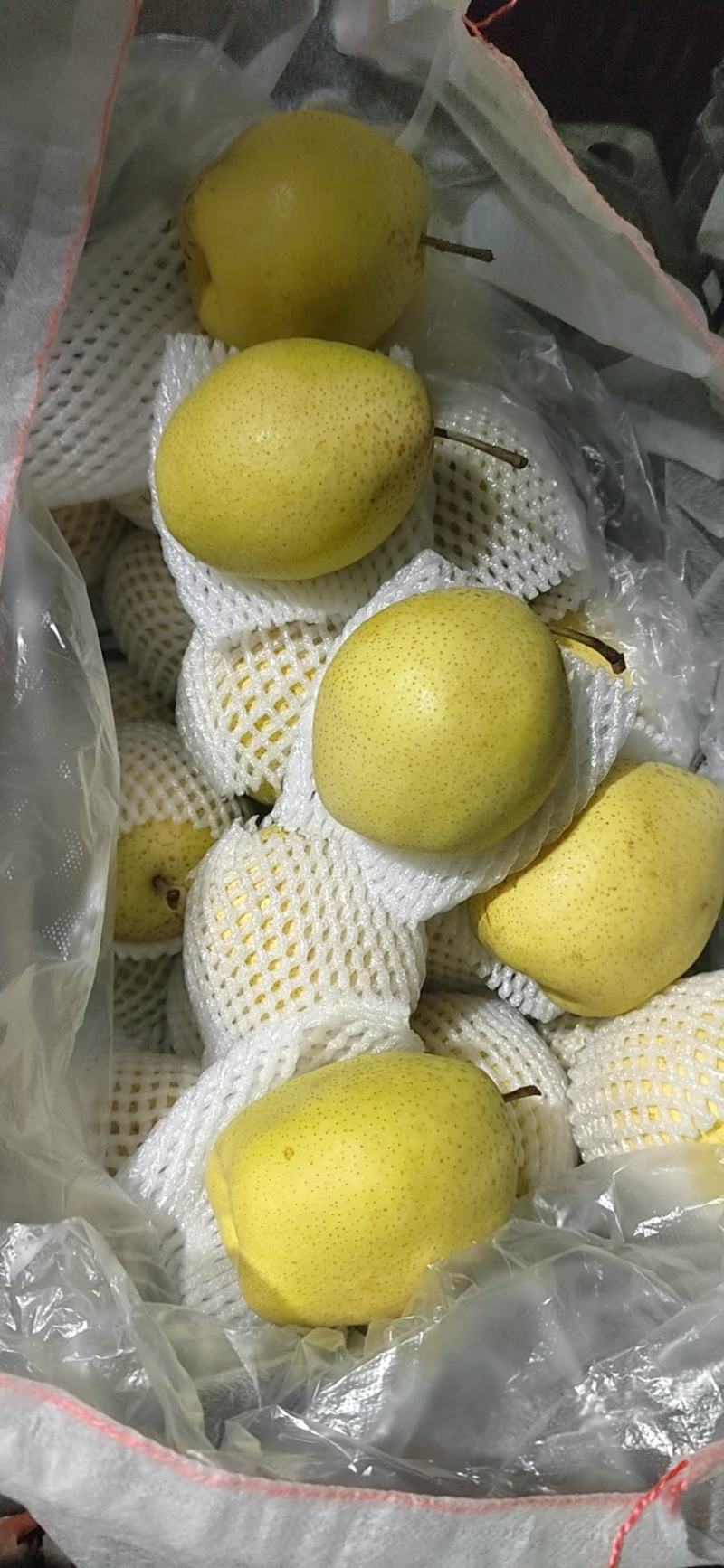 雪花梨，梨纯甜无渣，量大质优，欢迎选购，产地直销。