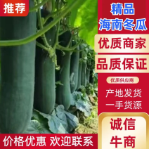 🥇【优选】海南冬瓜，昌江冬瓜，一手货源产地直发价格优惠