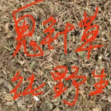 鬼针草
