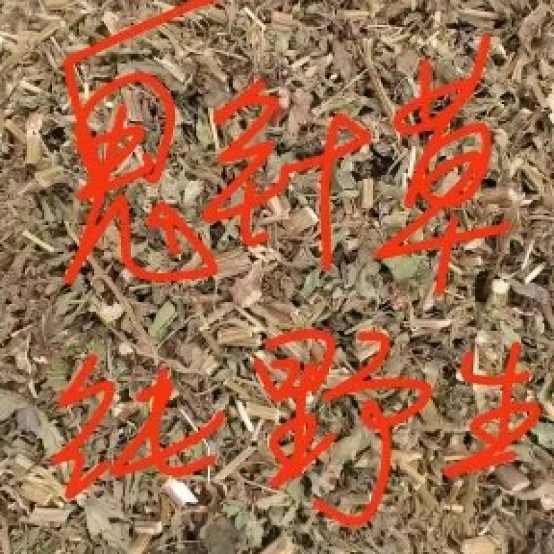 鬼针草