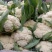 【精选】花菜精品有机花菜大量上市货源充足价格便宜